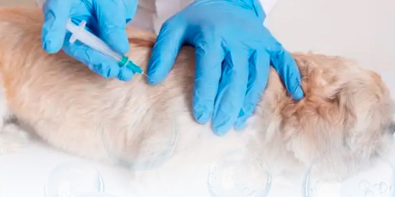Ozonioterapia para Animais: uma abordagem inovadora para a saúde veterinária. 